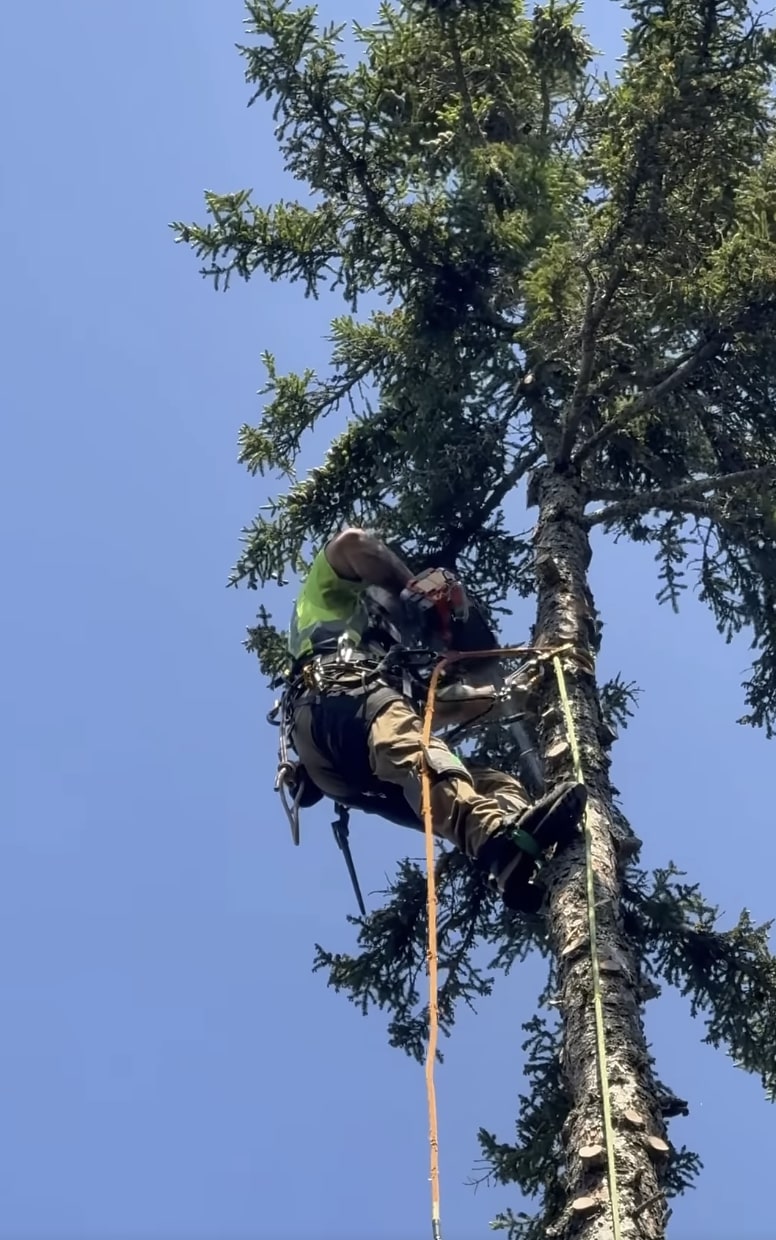 Professional tree service arborist working at height in Beaumont, CA