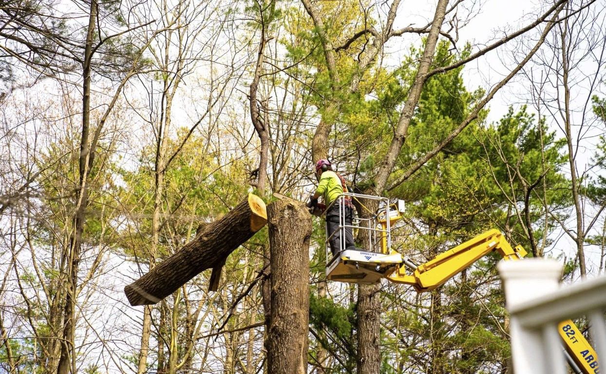 Hazardous & Large Tree Removal service in Beaumont, CA