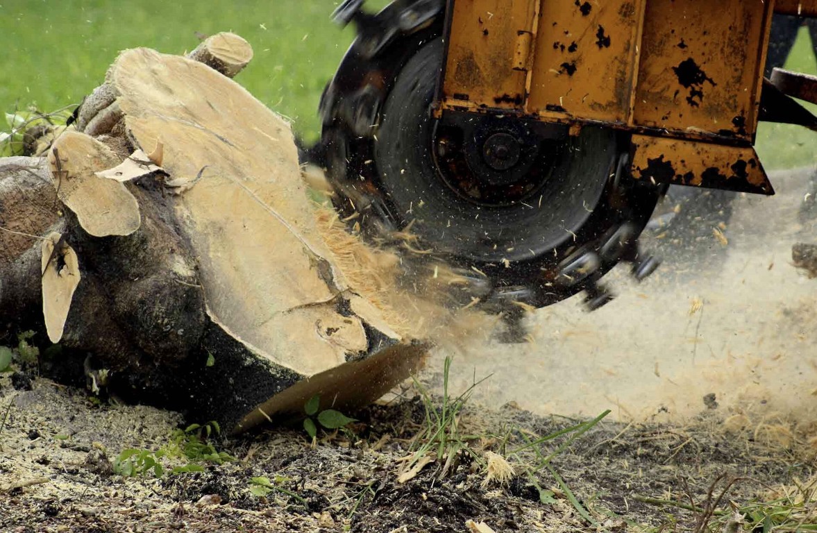 Stump Grinding & Removal service in Beaumont, CA
